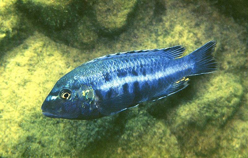 Melanochromis robustus 'Chinyankwazi Island'